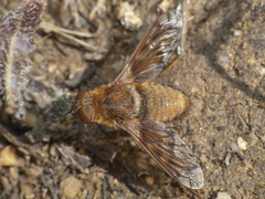 Paranthrax rufiventris