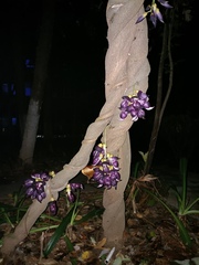 Mucuna sempervirens