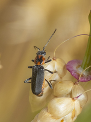 Chauliognathus chilensis