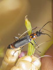 Chauliognathus chilensis