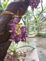 Mucuna sempervirens