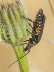 Chauliognathus chilensis