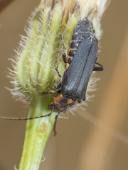 Chauliognathus chilensis