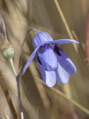 Conanthera