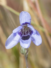 Conanthera