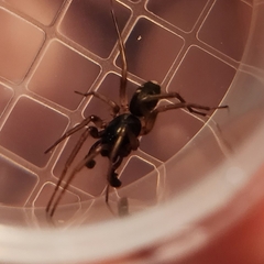 Falconina gracilis