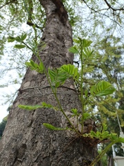 Phyllanthus emblica