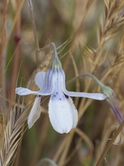 Conanthera