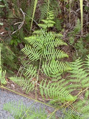Pteridium