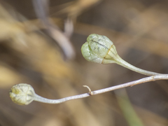 Conanthera