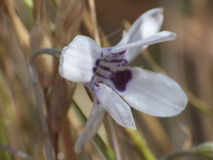 Conanthera
