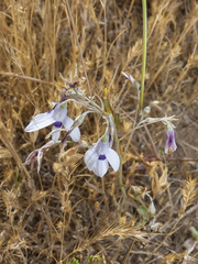 Conanthera