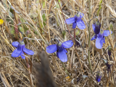 Conanthera