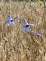 Conanthera