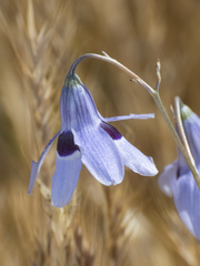 Conanthera