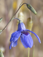 Conanthera
