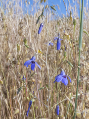 Conanthera