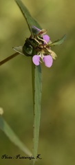 Impatiens minor