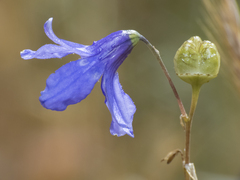 Conanthera