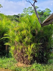 Dypsis lutescens