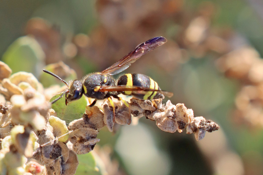 European tube wasp from Olhão, Portugal on November 04, 2022 at 0310 PM by Roy Lowry · iNaturalist