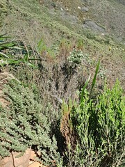 Seriphium cinereum