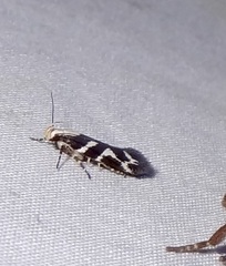 Filatima