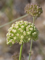 Asteriscium chilense