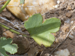 Asteriscium chilense