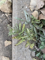 Calystegia hederacea