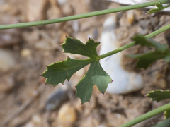 Asteriscium chilense