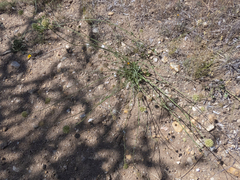 Asteriscium chilense