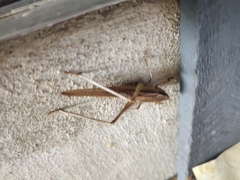 Neoconocephalus triops