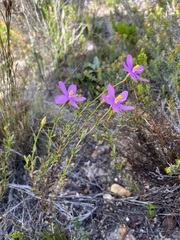 Chironia jasminoides