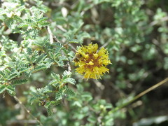 Diadasia
