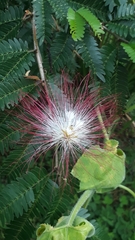 Calliandra surinamensis