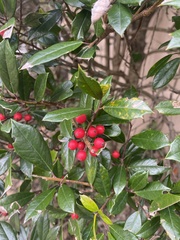 Ilex opaca