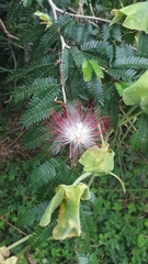 Calliandra surinamensis