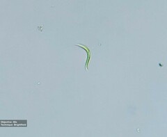 Monoraphidium contortum