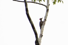 Campephilus melanoleucos