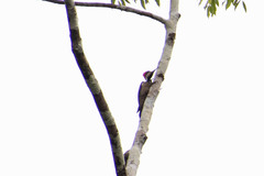 Campephilus melanoleucos