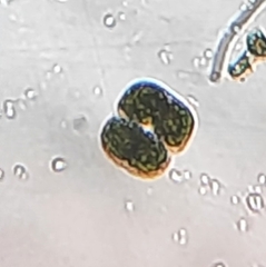 Cosmarium