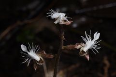 Anoectochilus roxburghii
