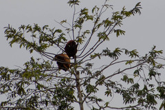 Alouatta seniculus