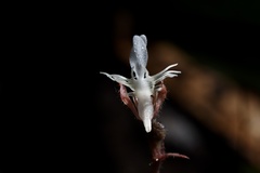 Anoectochilus roxburghii