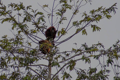 Alouatta seniculus