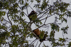 Alouatta seniculus