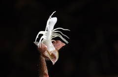 Anoectochilus roxburghii