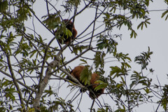 Alouatta seniculus