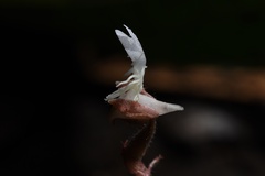 Anoectochilus roxburghii